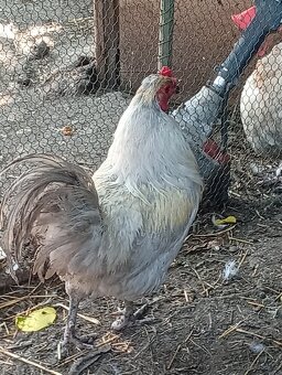 Kohout araukana levandr - 5