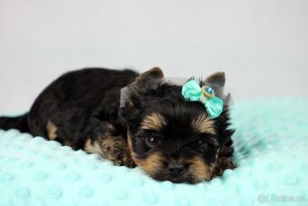 jorkšírský terrier s PP (Colorful) - 5