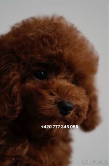 Toy pudl chlapeček Toy Poodle Red Brown boy male - 5