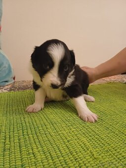 Štěňata Border Kolie - 5