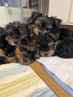 Yorkshirský teriér - 5