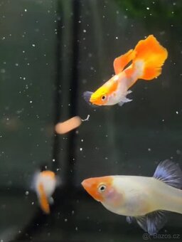 Čisté linie pavích oček - 5