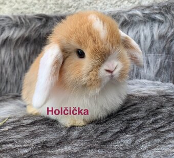 ❤️⭐️nádherná miminka Minilop Kralicek Beránek - 5