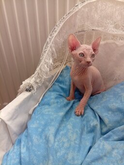 Kanadský sphynx - 5