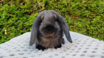 Zakrslý beránek, králíček, králík - PEGAS - 5