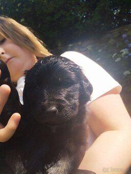 FENKA- KŘÍŽENEC, BERNSKÝ SALAŠNICKÝ X LABRADOR - 5