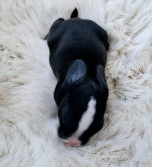 Mini lop miminka - 5