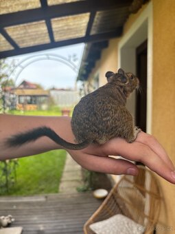 Osmák degu - 5
