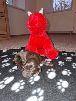 Německý krátkosrstý ohař - 5