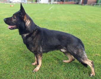 Nemecky ovčák - 5