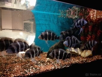 Frontos tanganica - 5