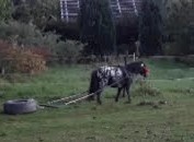 Pony valášek - 5