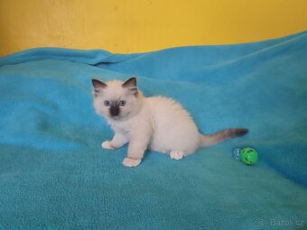 Ragdoll koťátko bez PP - 5