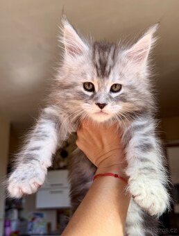 Mainská Mývalí Maine Coon kocourek s PP - 5