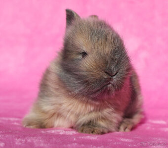 Zakrslý krátkouchý králíček lví samička . - 5