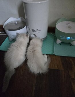 Ragdoll koťatka mačiatka - 5