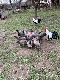 Vlaška stříbrná - 5