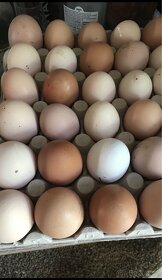 Násadová vejce slepic - slepičí násadové vejce - 5