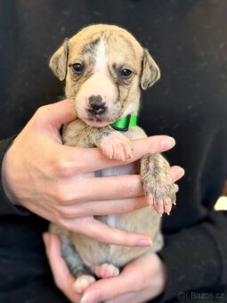 Whippet/vipet štěňata k rezervaci s PP - 5