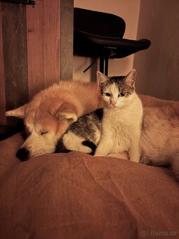Pes ke krytí - Akita Inu - 5