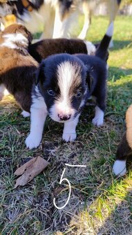 Border kolie bez PP - 5