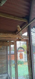 Papoušek zpěvavý - 5