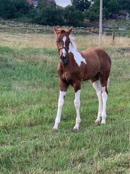 Strakatá kobylka - 5