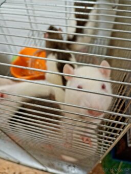 Daruji potkanky - 5