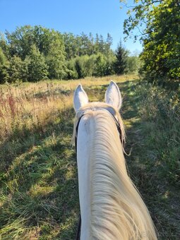 Shagya arab klisna 16-let - 5