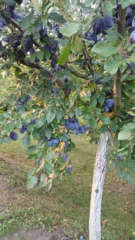 Domácí Slivovice - 5