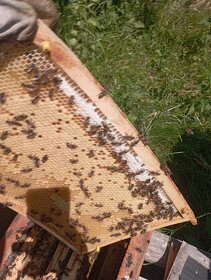 Včelí oddělky 2024 na rám. míře  39x24 - 5