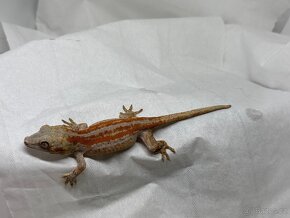 R. Auriculatus - 5