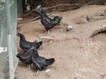 Ayam Cemani - 5