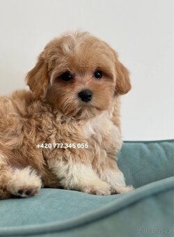 Maltipoo Caramel boy - 5