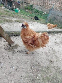 Kohout hedvábnička žlutá velká EU - 5