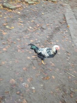 Kohouti různých barev - 5