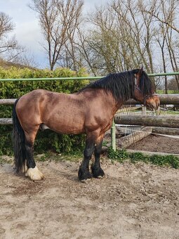 Připouštění hřebcem ČN - 5