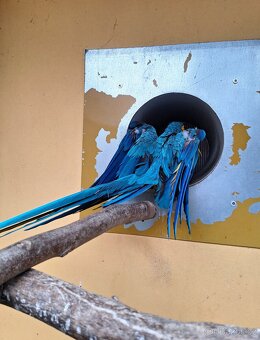 Ara Ararauna 1.0 - 5