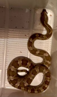 Pantherophis emoryi F3 Texas 0,4 - 5