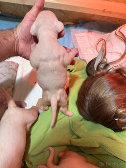 Argentinská doga štěňata PŘIJÍMÁME REZERVACE - 5
