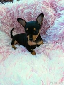 Pražský krysařík - 5