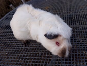 Morče,morčátko kluk - 5