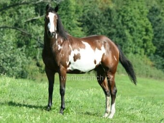 valach APH american paint horse 2 roky PH - 5