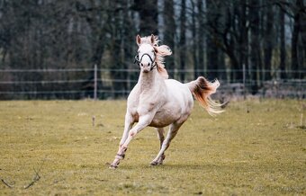 Pre / Lusitano kobča - 5