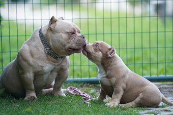 American Bully - 5