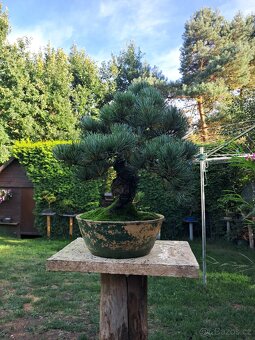 Bonsaj,bonsai Borovice - 5