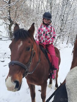 Shagya arab valach 14 let - 5