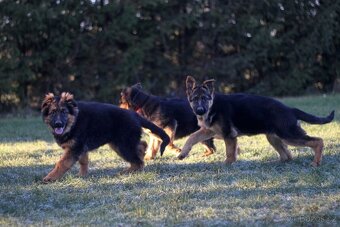 Německý ovčák s PP - 5