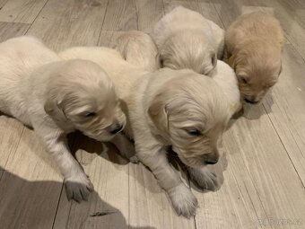 Zlatý retrívr štěňátka 🐶 - 5