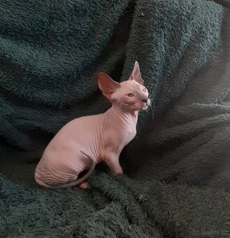 Don Sphynx Kocourky - 5
